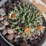 Mammillaria magnimamma List