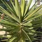 Yucca aloifolia Lapas