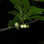 Schisandra grandiflora Habitus