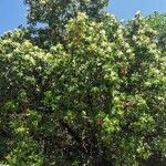 Calophyllum inophyllum عادت داشتن