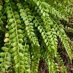 Asplenium viride Yaprak