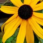 Rudbeckia fulgida Virág