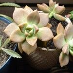 Graptopetalum paraguayenseFolha