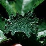 Dorstenia contrajerva Ліст