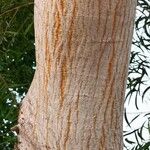 Acacia confusa Kaarna