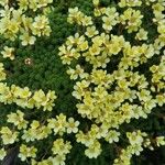 Saxifraga exarata 花