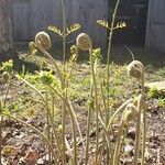 Osmunda regalis花