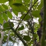Zanthoxylum caribaeum Leaf