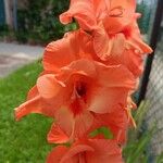 Gladiolus communis Blomma
