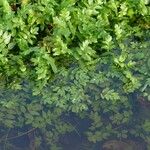 Berula erecta Leaf