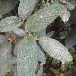 Viburnum rhytidophyllumFeuille