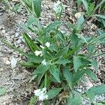 Silene latifolia Ліст