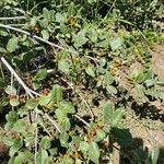 Shepherdia canadensis Leaf