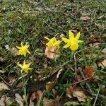 Narcissus minor Fleur