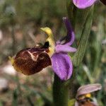 Ophrys × minuticauda Flor