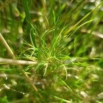 Agrostis canina Blad