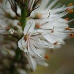 Asphodeline liburnica Floare