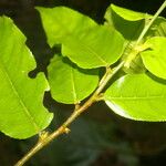 Casearia arborea Hoja