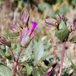 Mirabilis multiflora Агульны выгляд