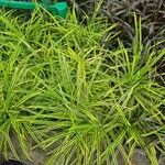 Pandanus pygmaeus Hoja