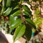 Plinia cauliflora Leaf