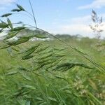 Bromus commutatus Habit