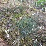 Dianthus arenarius Habitus