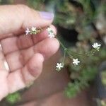 Verbena litoralis Floare