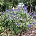 Plectranthus ecklonii Habitus