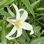 Erythronium oregonum Blüte