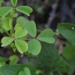 Oxalis macrantha Leaf