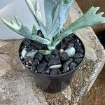 Cotyledon obiculata staghornBlatt