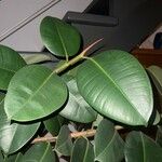 Ficus elastica Folha