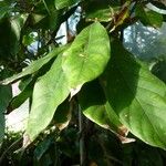 Theobroma cacao Leaf