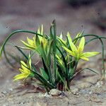 Gagea fibrosa Libunga