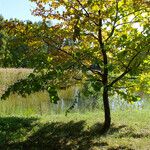 Fagus japonica Blad