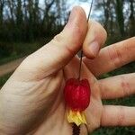 Abutilon megapotamicumFlower