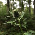 Cirsium altissimum Цветок