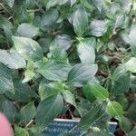 Blechum pyramidatum Leaf