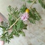 Dichrostachys cinerea फूल