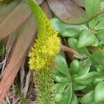 Eremurus stenophyllus Flower