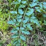 Oenanthe sarmentosa Leaf