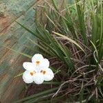 Dietes iridioides ফুল