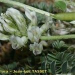 Astragalus depressus autre