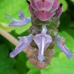 Plectranthus neochilus Λουλούδι
