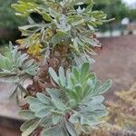 Artemisia thuscula Leaf