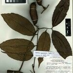 Swartzia schomburgkii Otro