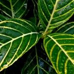 Aphelandra squarrosa Leaf