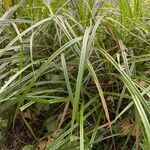 Scirpus sylvaticus Leaf