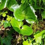 Asarum europaeumBlatt